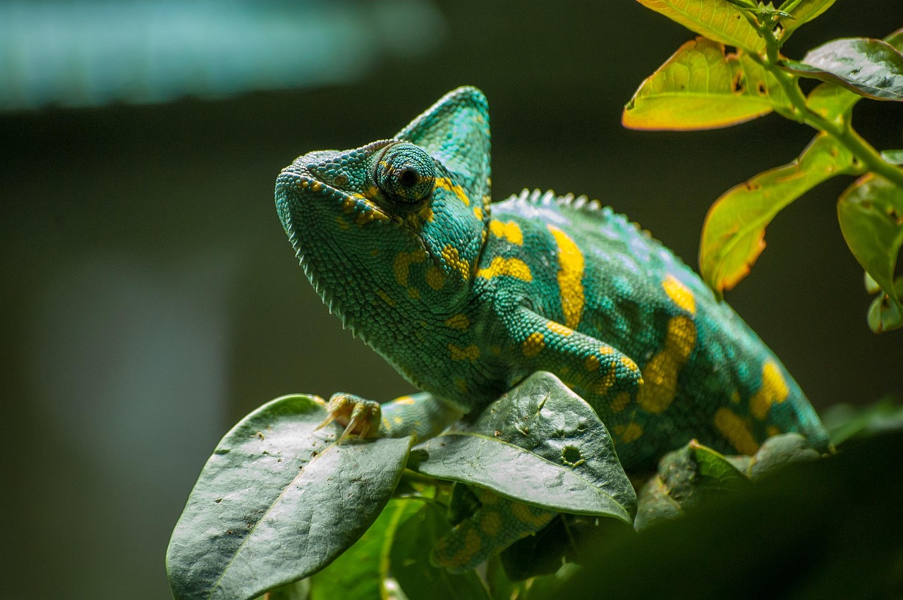 cameleon_adapter_partenaire_danse